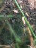Pisaura mirabilis